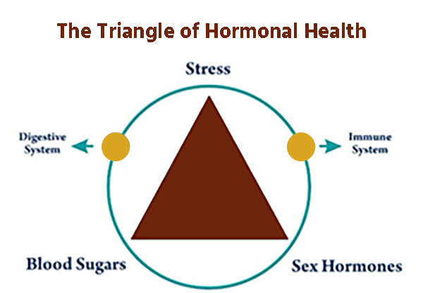 The triangle of Hormonal Health new The triangle of Hormonal Health new