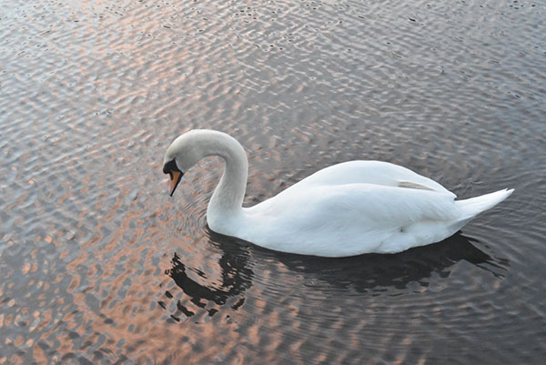 Swan Swan