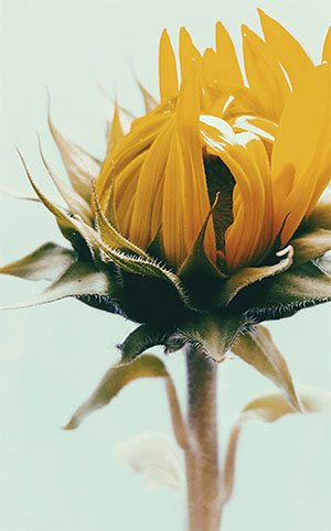 flower square flower