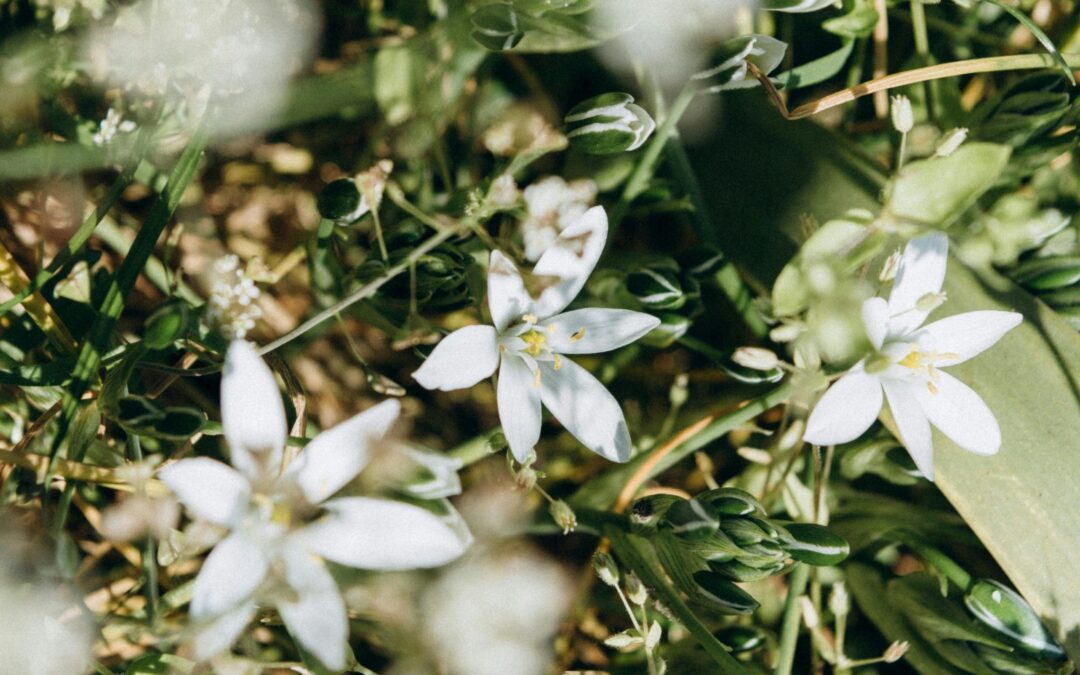 Bach Flower Remedies: Your Gentle Supporter