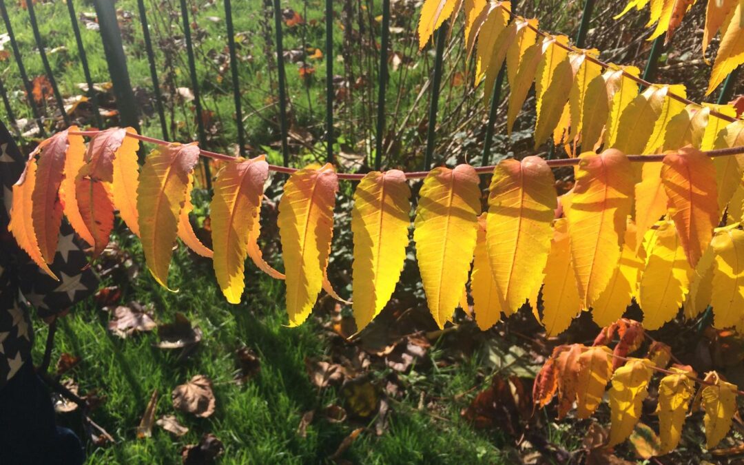 Autumn Renewal: Letting Go and Embracing Change with the Metal Element in Chinese Medicine