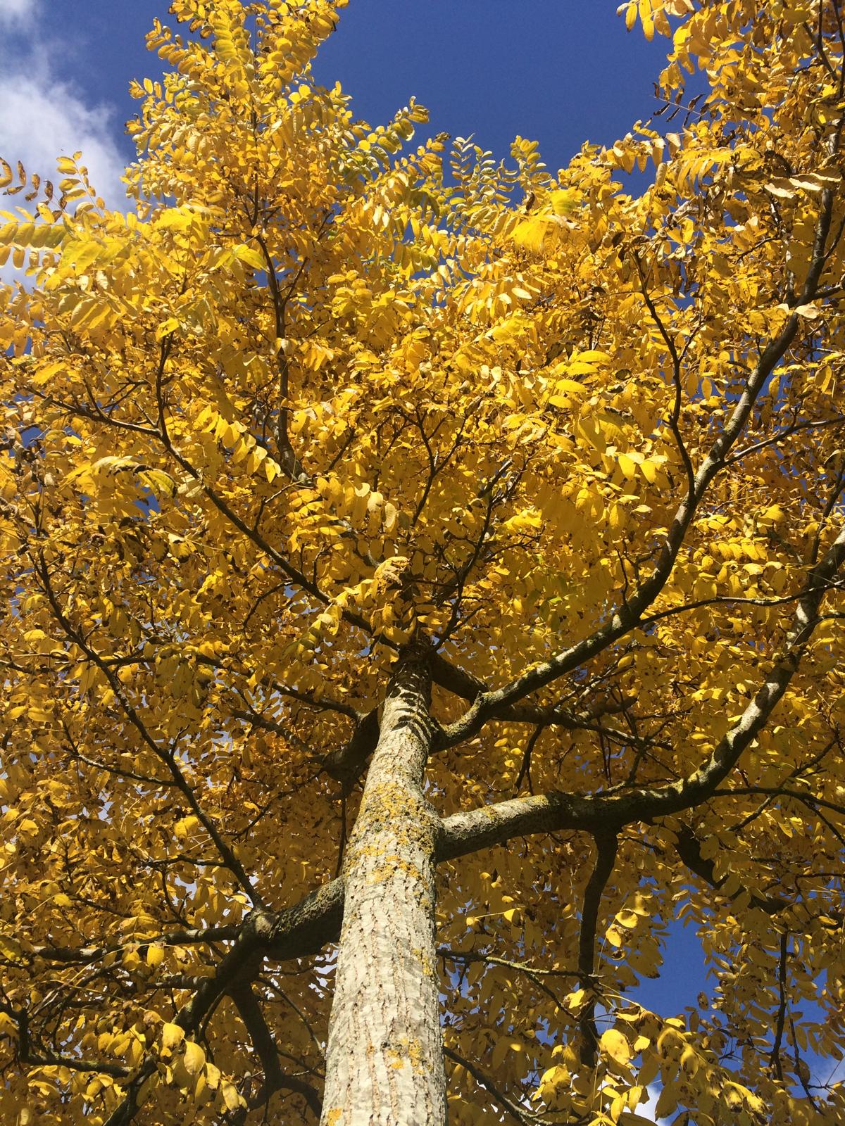 Sources of Magnesium